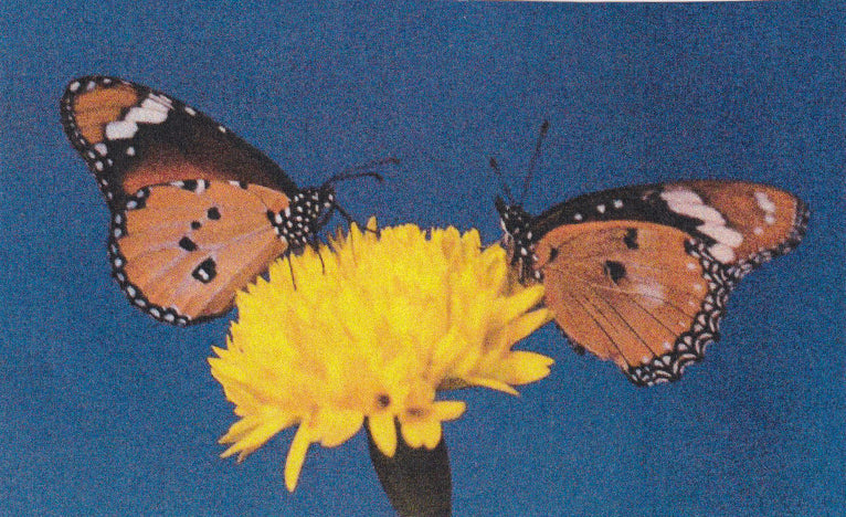 SS25 concept exploration